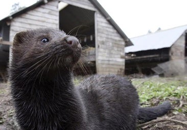 Virus nuevos y peligrosos se encuentran en animales criados en China para obtener pieles