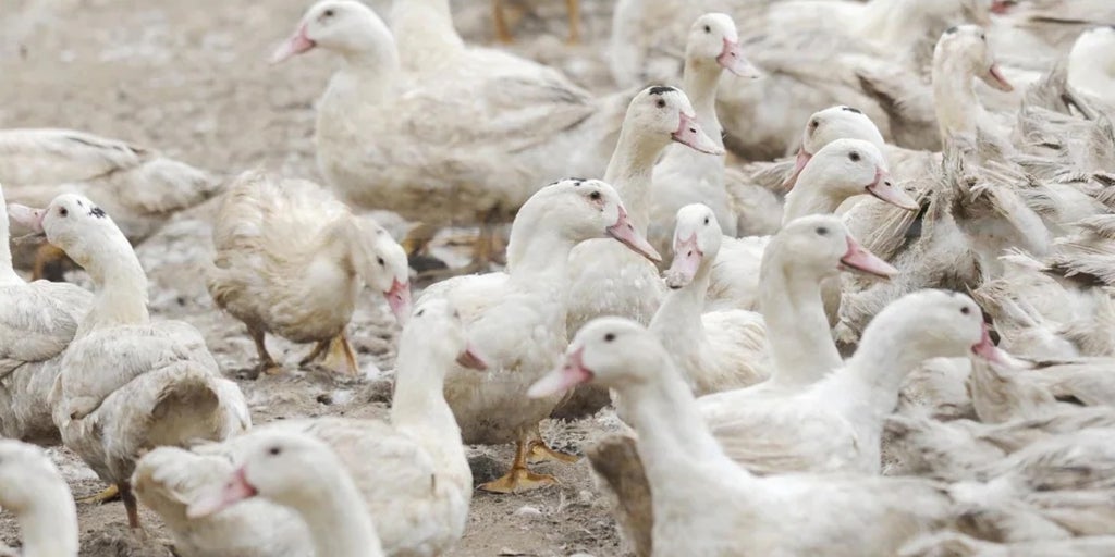 H5N1型鳥インフルエンザは次の人類のパンデミックとなるでしょうか?