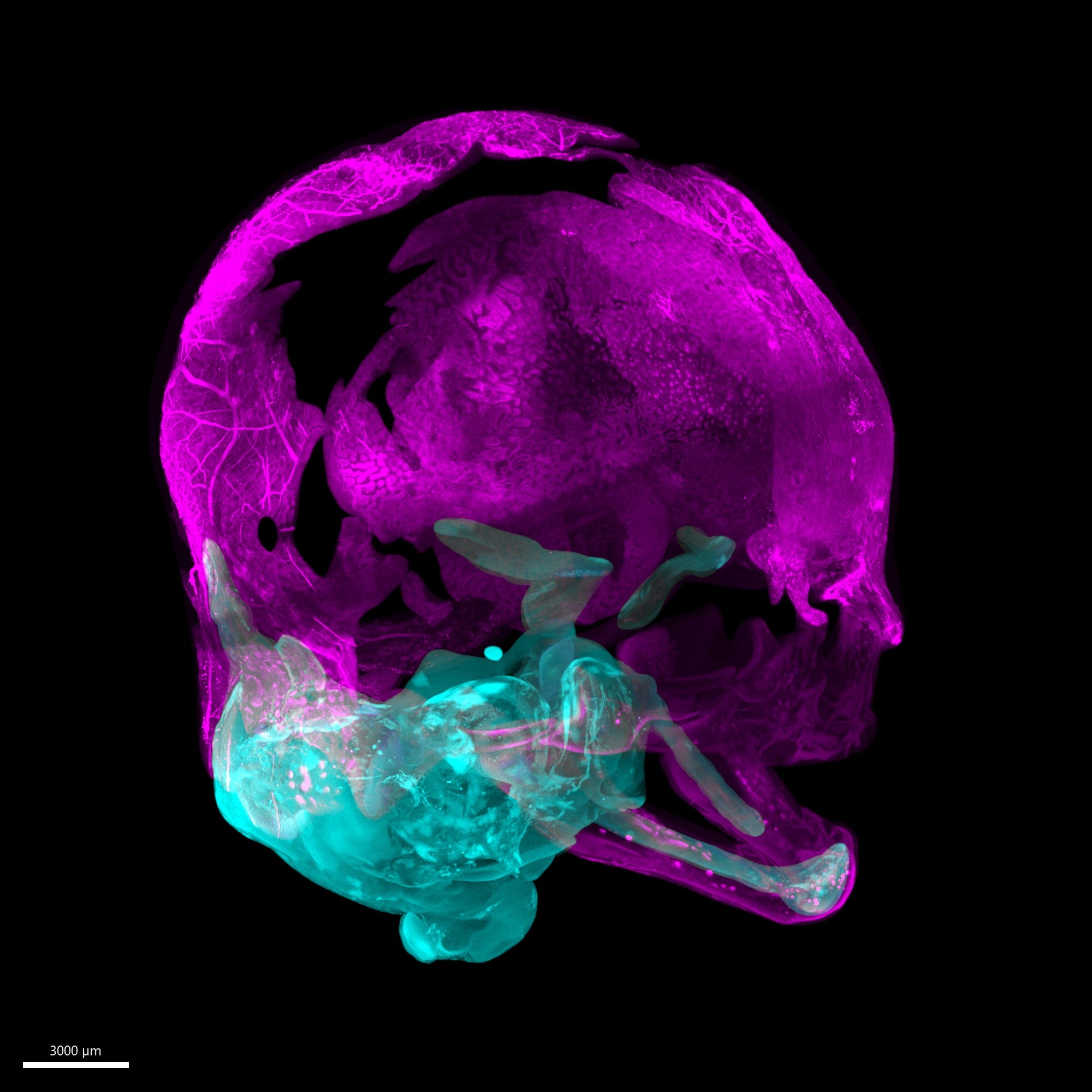 Vista en 3D de imágenes renderizadas que muestran un cráneo en desarrollo, donde el cartílago es azul y el hueso se muestra en violeta