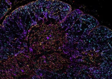 El 'Google Maps' de la biología celular desvela células y funciones desconocidas