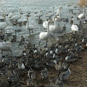 Una niña y un niño observan a una grupo de aves en una laguna de Asia