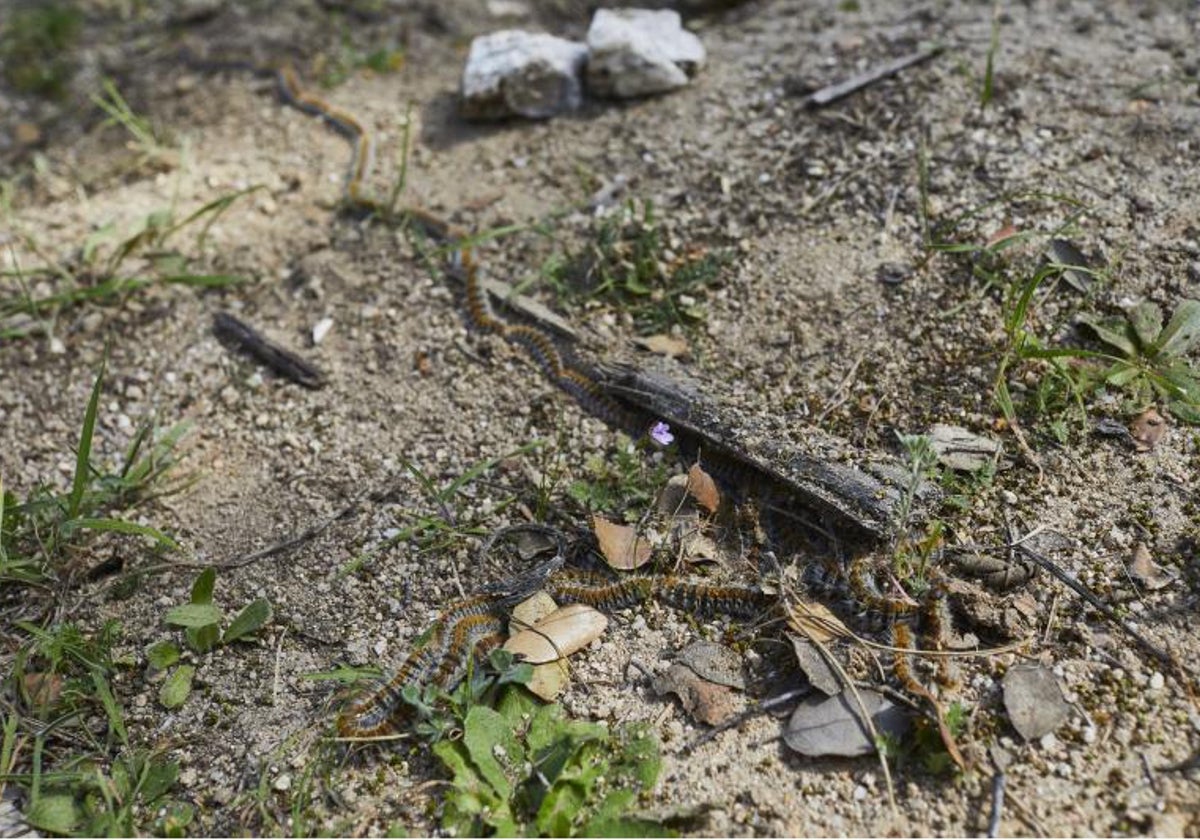 Las orugas cuentan con unos pelos que provocan urticaria