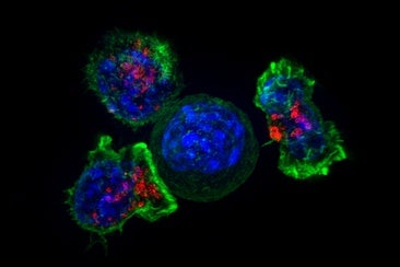 Convierten células cancerosas de ratones en células sanas