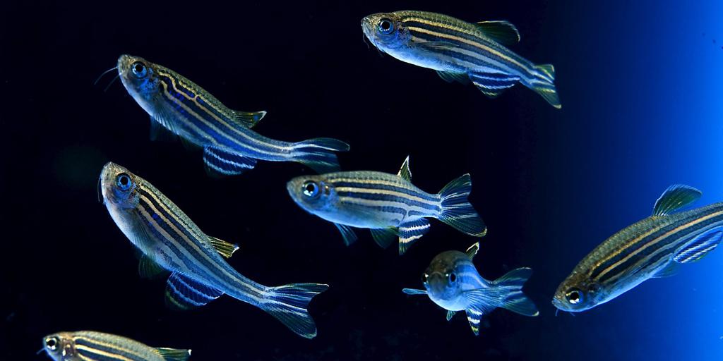 セブラ魚の胚は、免疫系を形成する前に細菌感染症を排除することができます