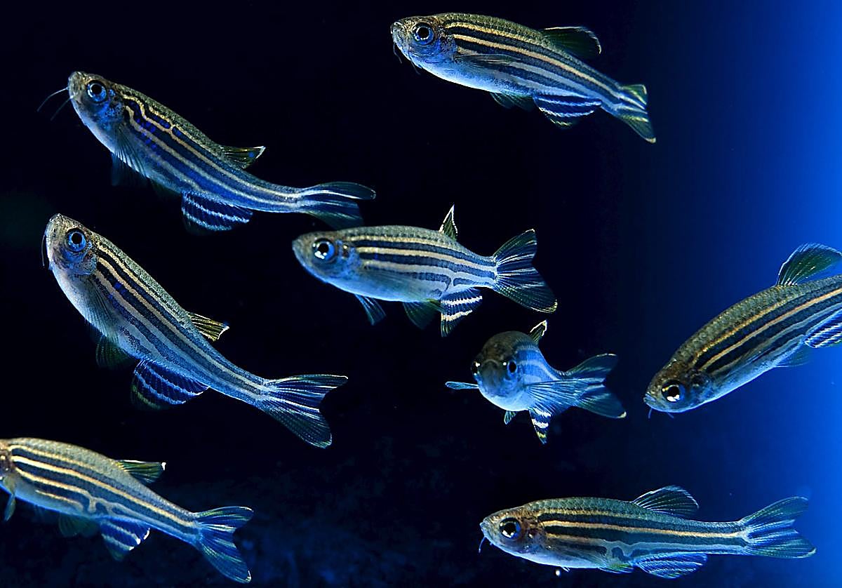 Ejemplares de pez cebra