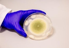 De la maldición a la cura: convierten un hongo tóxico en un potencial tratamiento contra el cáncer