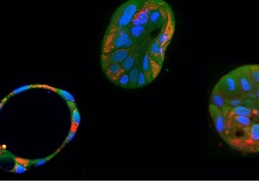 Científicos consiguen corregir mutaciones dañinas en el ADN mitocondrial con edición genética