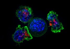 Al sistema inmune también le salen 'arrugas': ¿qué ocurre cuando nuestras defensas envejecen?