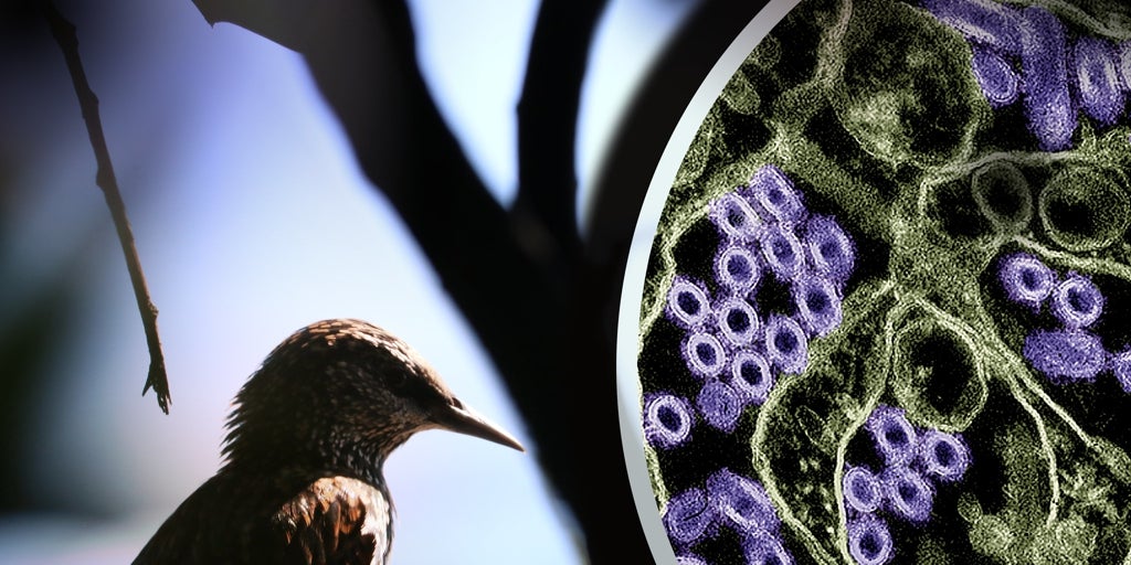 Alertan de dos mutaciones que hacen más peligroso al virus de la gripe aviar