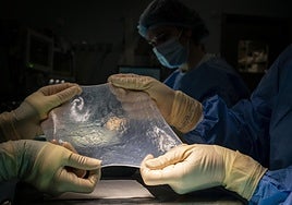 El primer trasplante de un hígado de cerdo a un paciente vivo permite que sobreviva más de medio año