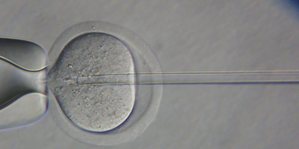 Una terapia con ARNm restaura la producción de esperma y la fertilidad en ratones
