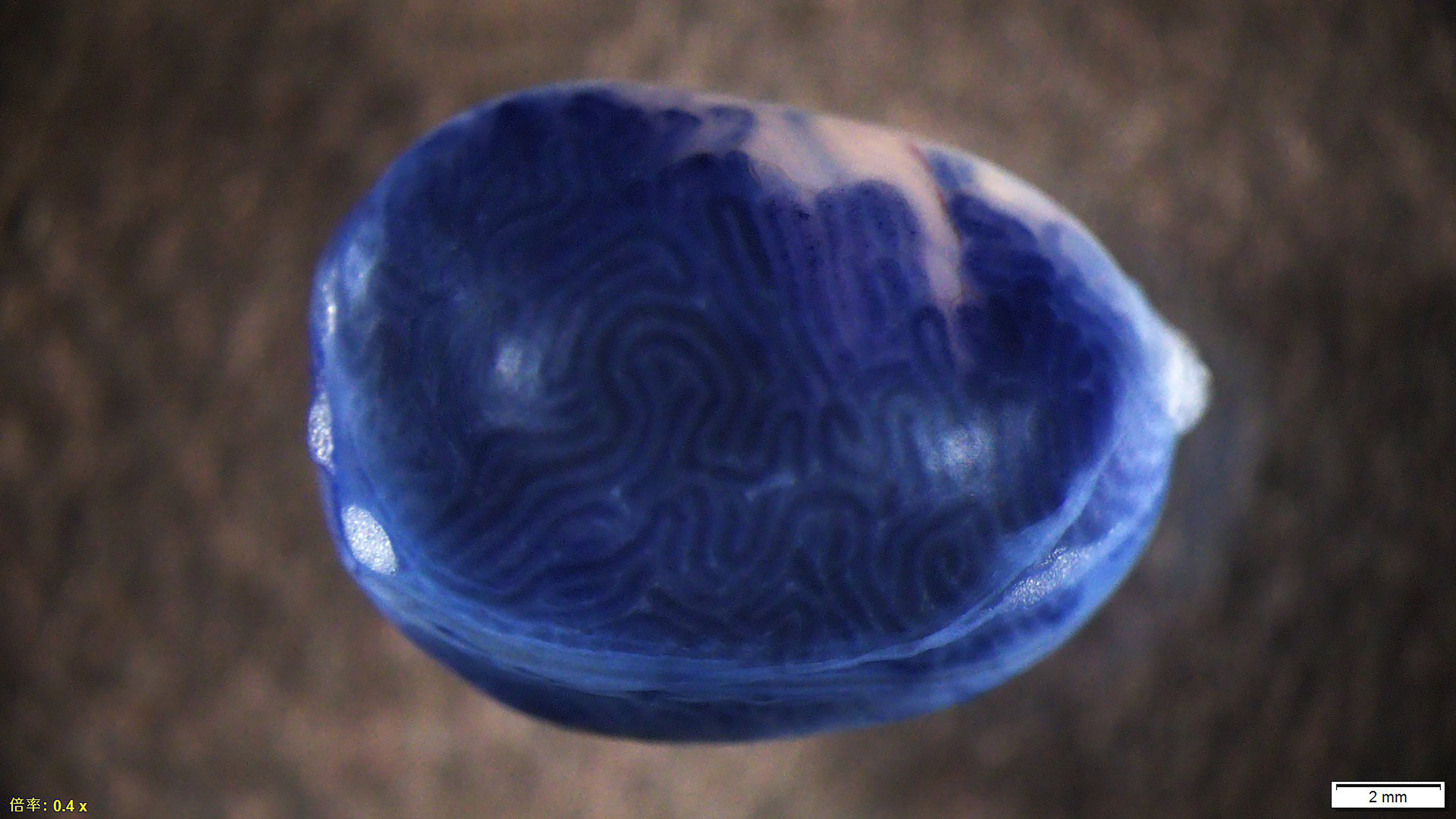 Nanopartículas lipídicas con colorante azul