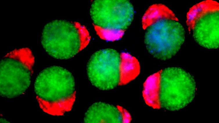 Fabrican estructuras similares a embriones que producen células sanguíneas