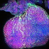 Formación de la vasculatura coronaria en un corazón de ratón