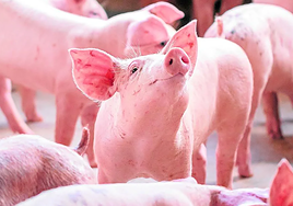 Logran el primer trasplante de riñones de cerdo humanizados en animales