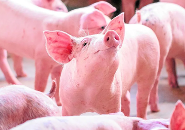 Logran el primer trasplante de riñones de cerdo humanizados en animales