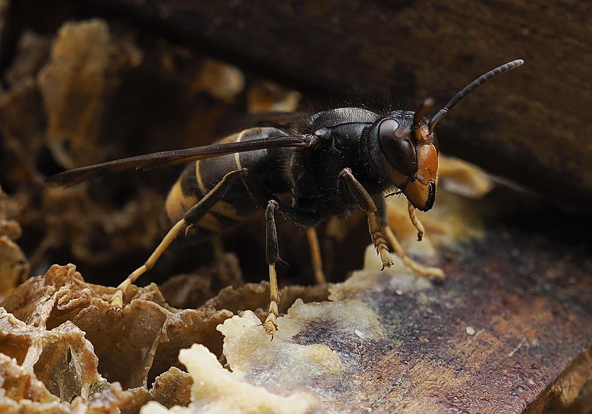 Los alergólogos advierten de que las muertes por picaduras de avispas velutinas se deben a la gran cantidad de veneno que inoculan en sus ataques