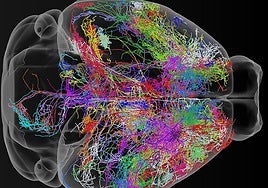 El atlas más detallado del cerebro revela cuándo y cómo surgen enfermedades como el autismo o la esquizofrenia