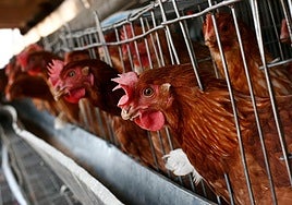 La resistencia del virus de gripe aviar a la fiebre los convierte en una posible amenaza para los humanos