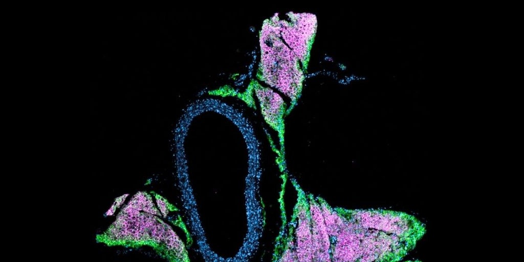 Explican cómo la grasa parda mantiene la presión arterial bajo control