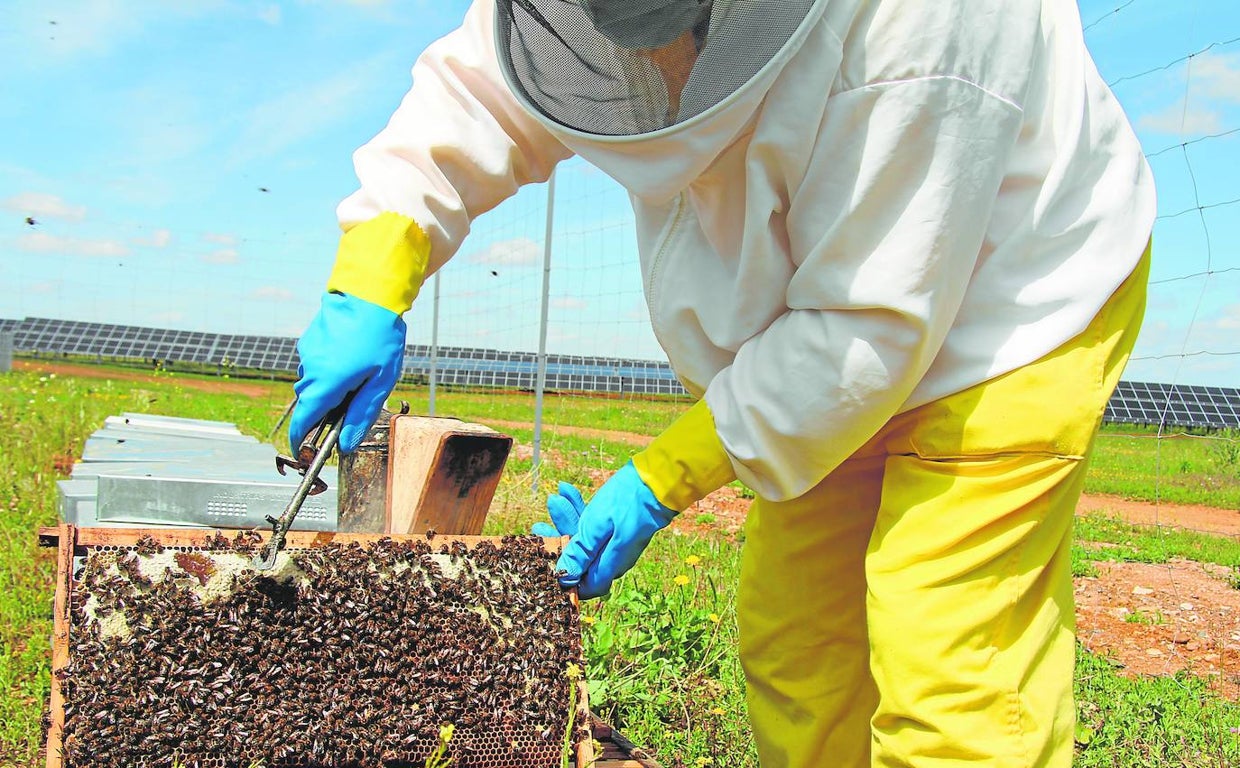 Un operario de la finca Las Corchas trabajando con una colmena