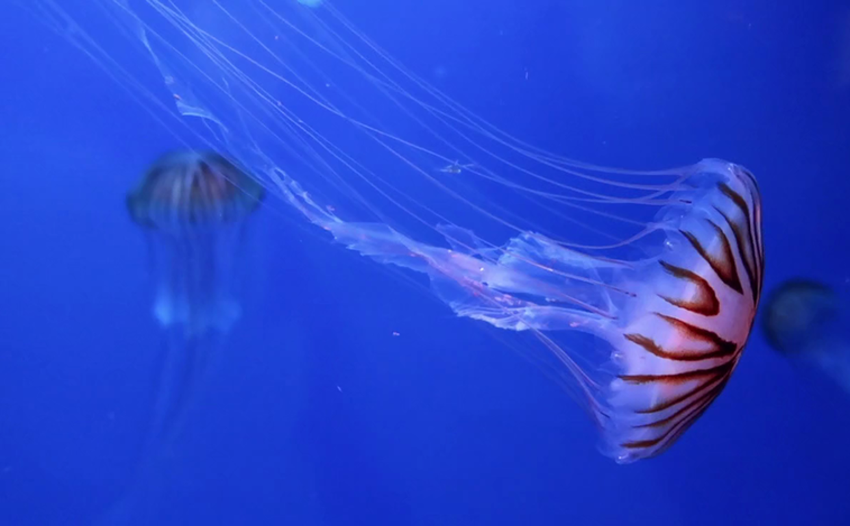 Imagen de archivo de medusas en el mar