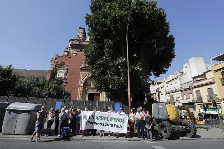 Comienza la polémica poda del ficus centenario de la iglesia de San Jacinto