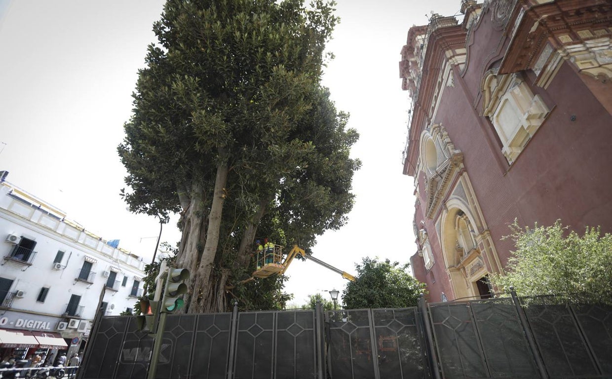 Tala del ficus de San Jacinto