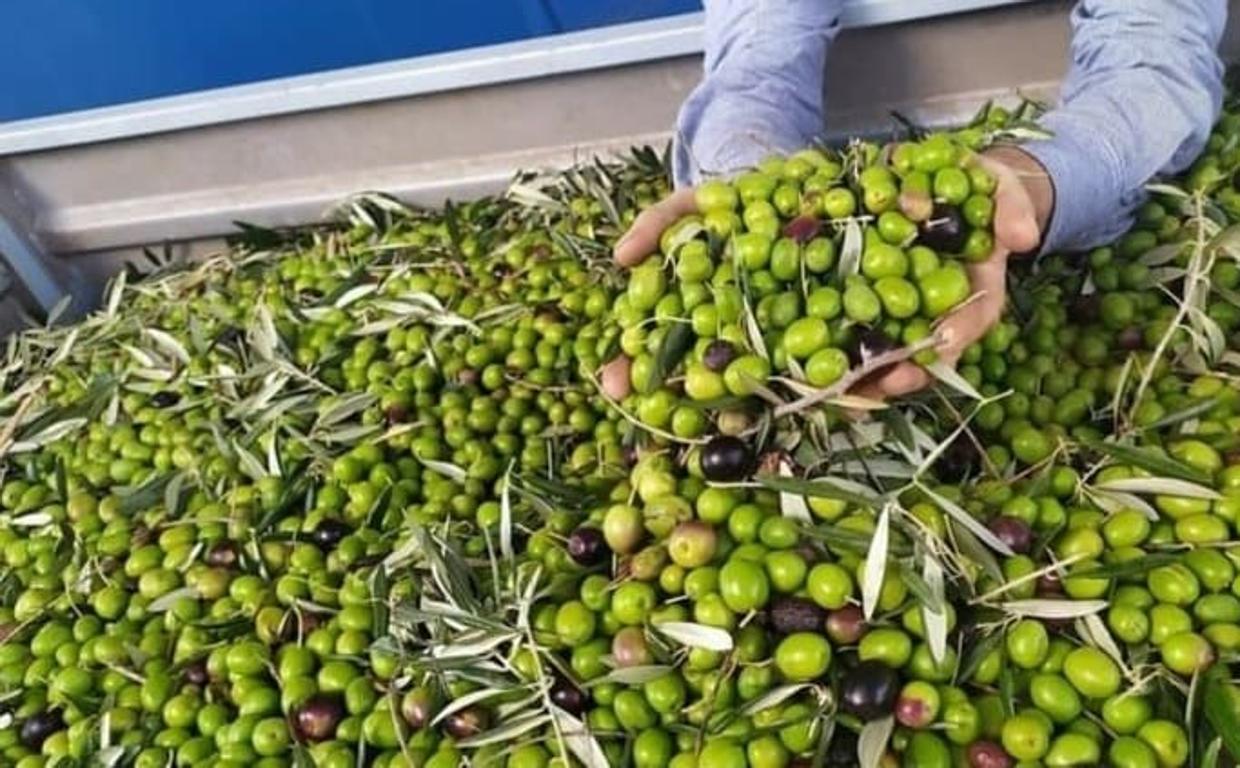 Efectos de la sequía en el olivar de Jaén: las pérdidas podrían superar los 1.000 millones de euros en la próxima campaña