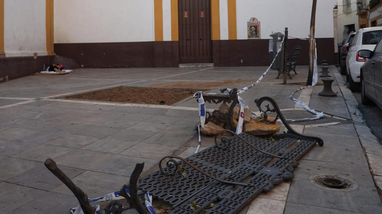 Cae un árbol de gran porte en la Plaza de las Mercedarias en plena guerra por el ficus de San Jacinto