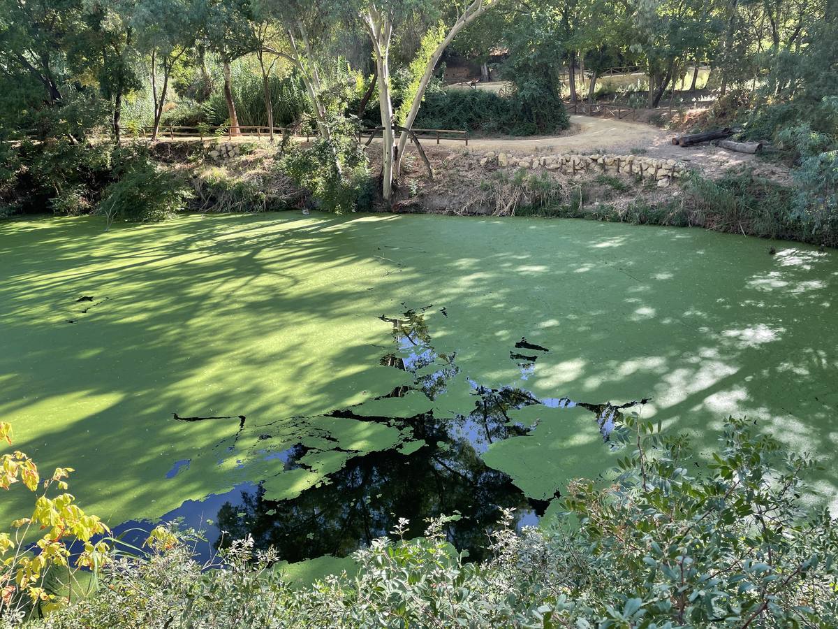 Vista de cómo las micro plantas acuáticas han teñido de verde el río Guadaíra