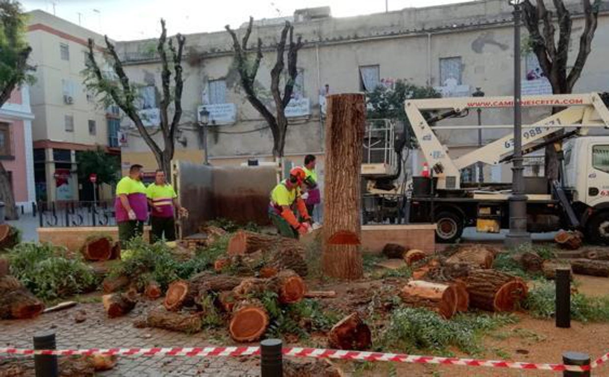 Tala de árboles en la plaza del Pumarejo