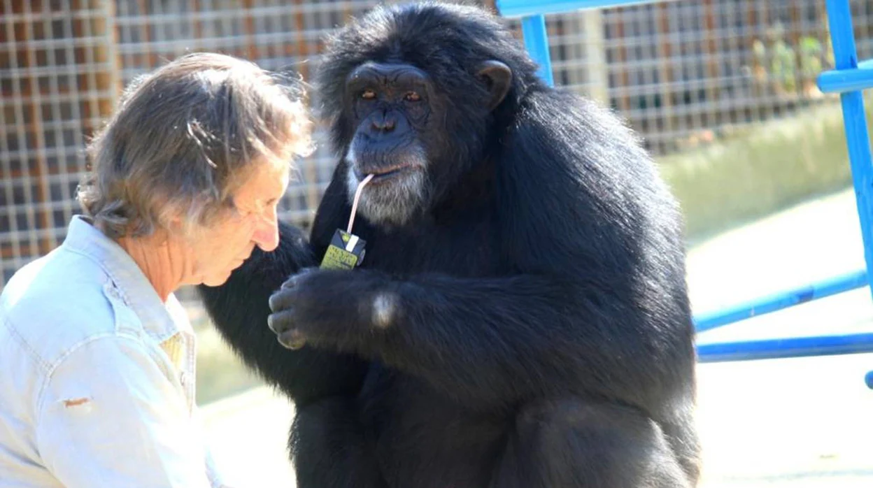 Así era Gina, la chimpancé de Mundopark