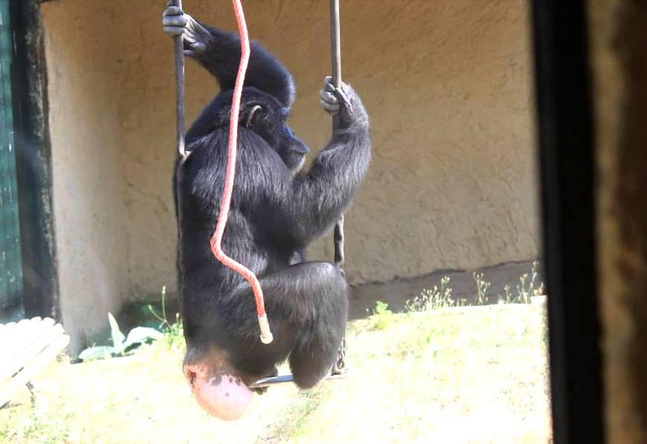 La chimpancé Gina, junto al director de Mundopark, Juan Luis Malpartida