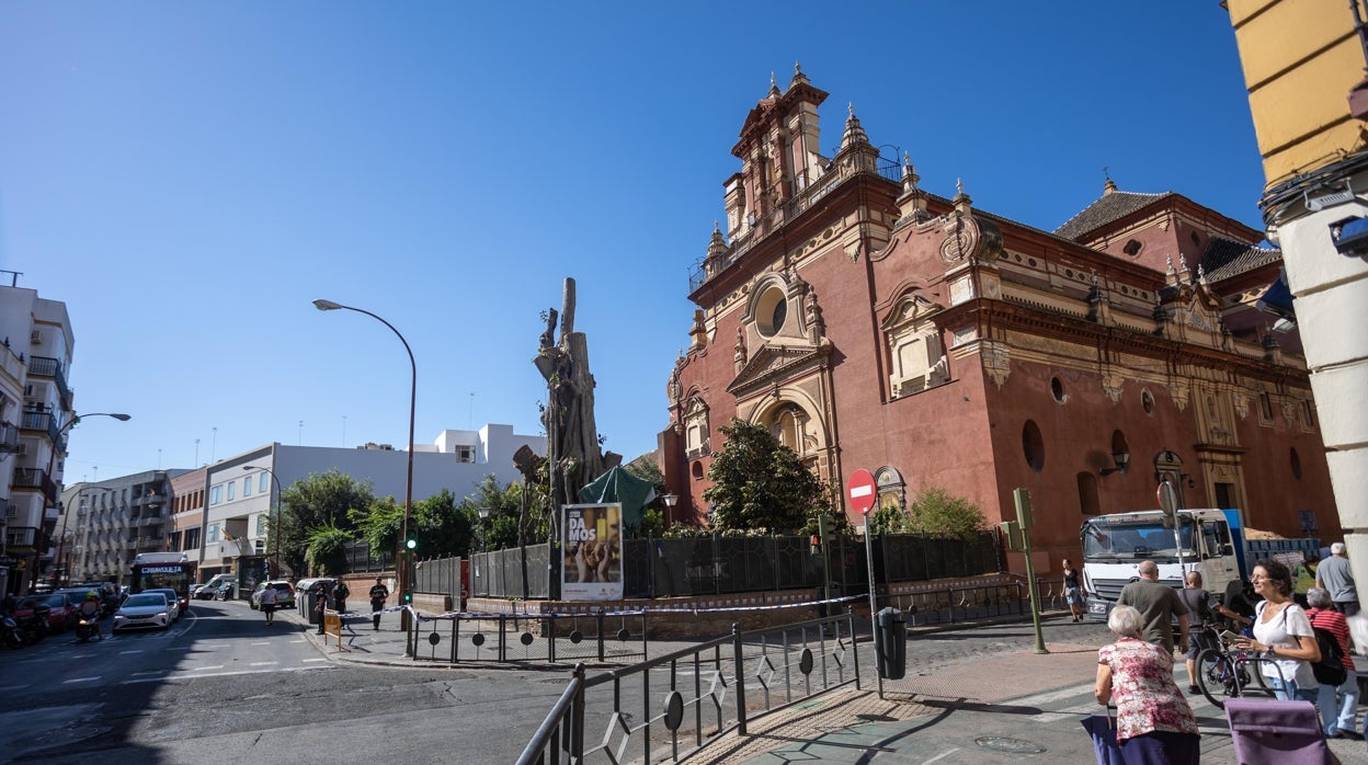 La solución al ficus de San Jacinto pasa por un acuerdo