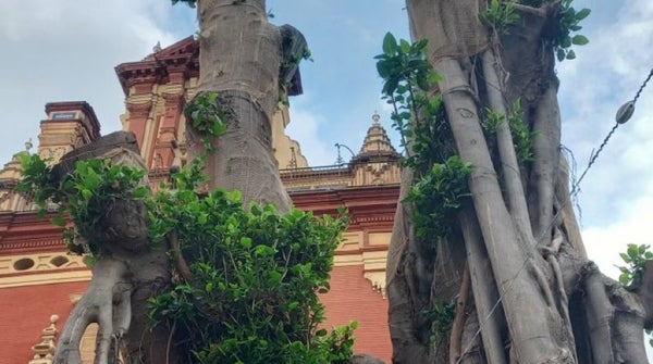 El ficus de San Jacinto retoña tras la paralización de la tala