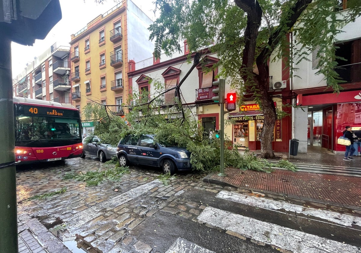 La rama ha caído sobre dos coches estacionados en la calle San Jacinto