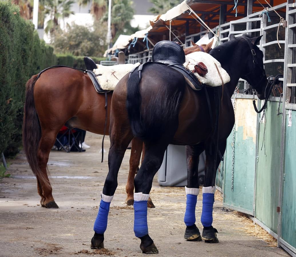 Ambiente este martes de la primera jornada del Salón Internacional del Caballo (Sicab)