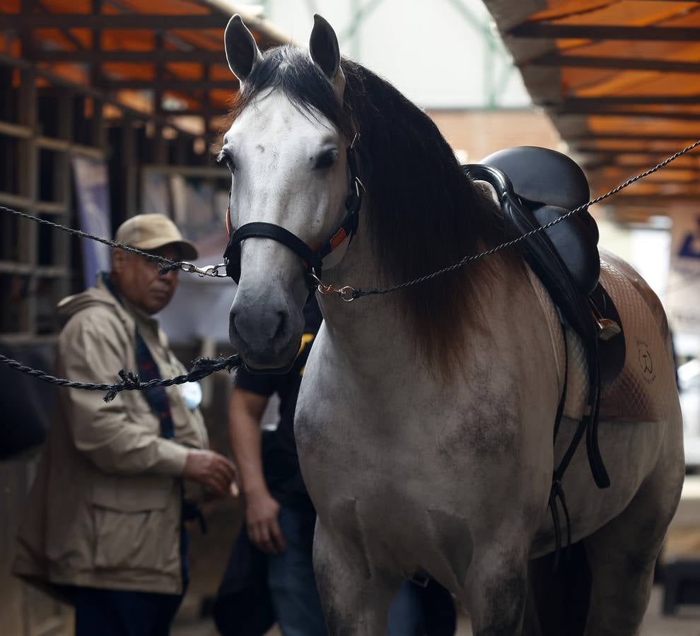Ambiente este martes de la primera jornada del Salón Internacional del Caballo (Sicab)