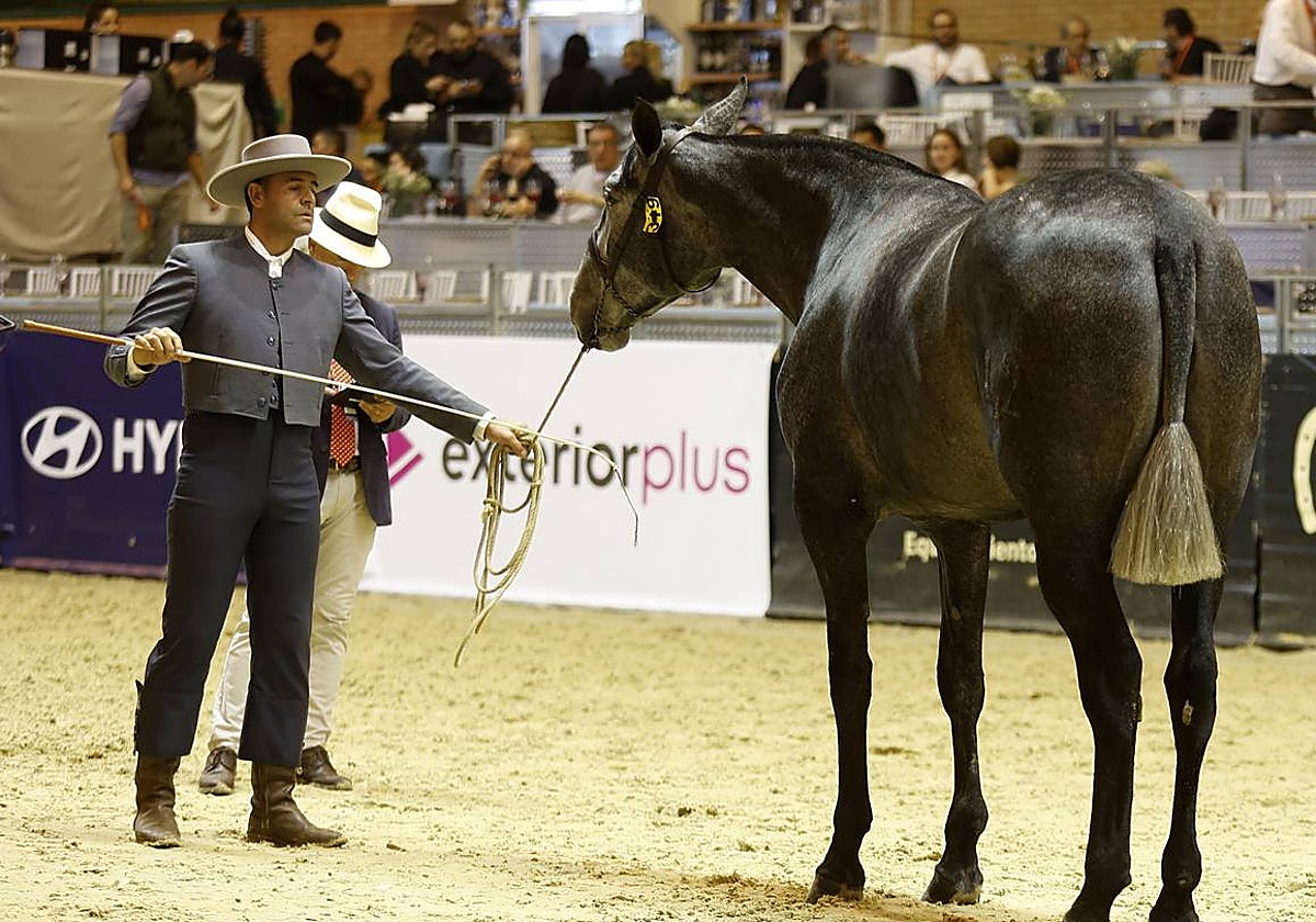 Ambiente este martes de la primera jornada del Salón Internacional del Caballo (Sicab)