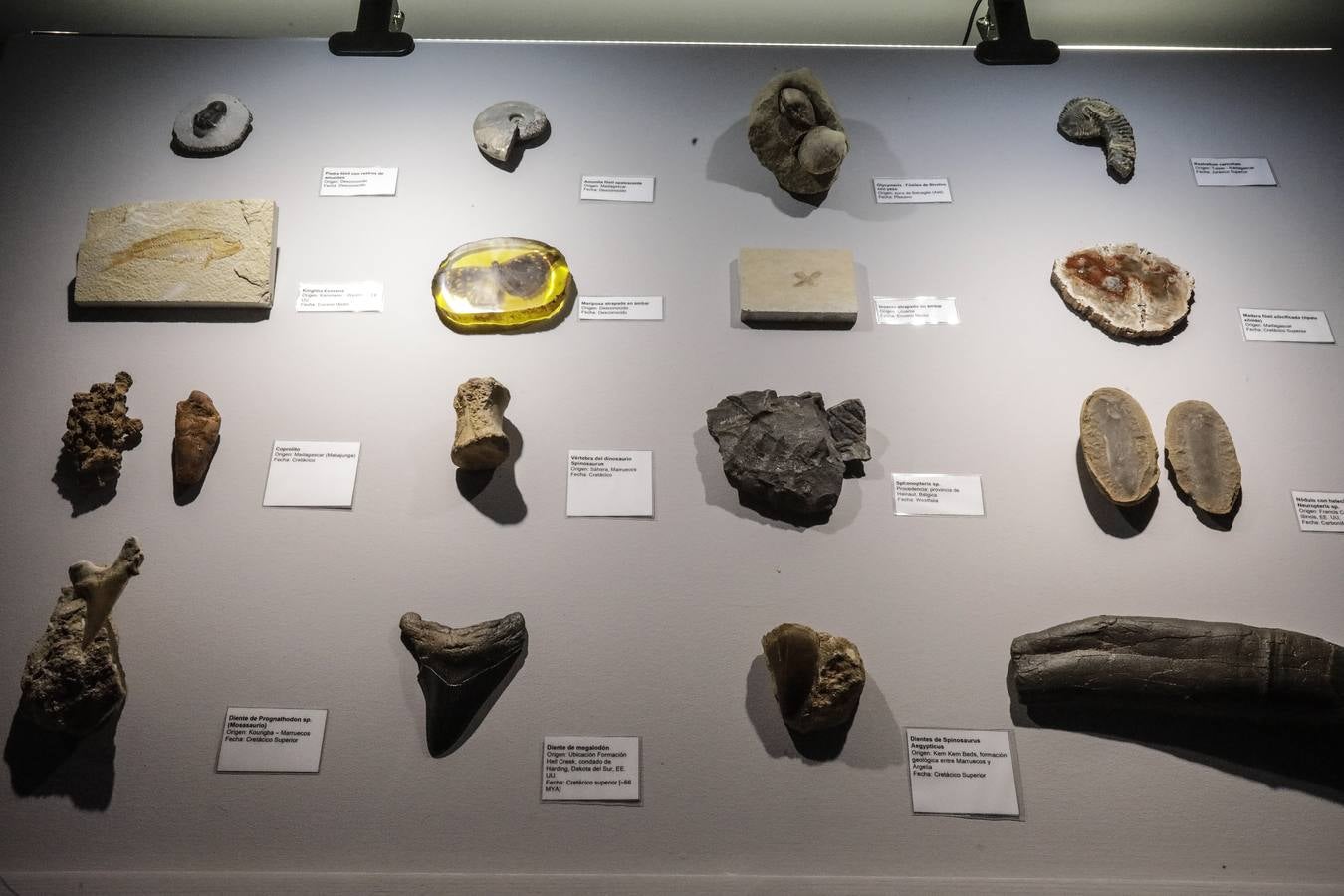 Las réplicas de los dinosaurios impresionan a los visitantes por su gran realismo 