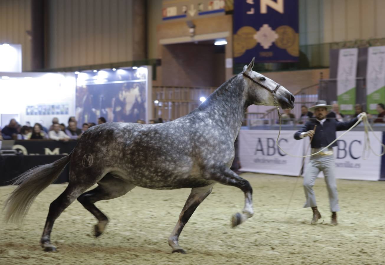 La muestra recibió este sábado mucho público, que disfrutó de la belleza de los caballos de pura raza española 