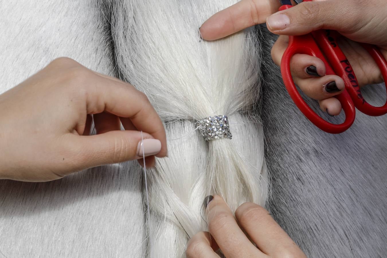 La muestra recibió este sábado mucho público, que disfrutó de la belleza de los caballos de pura raza española 