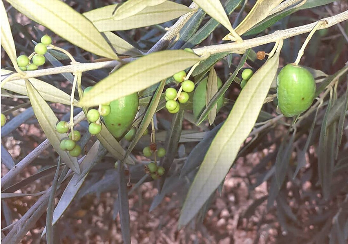 Varias aceitunas de un olivo