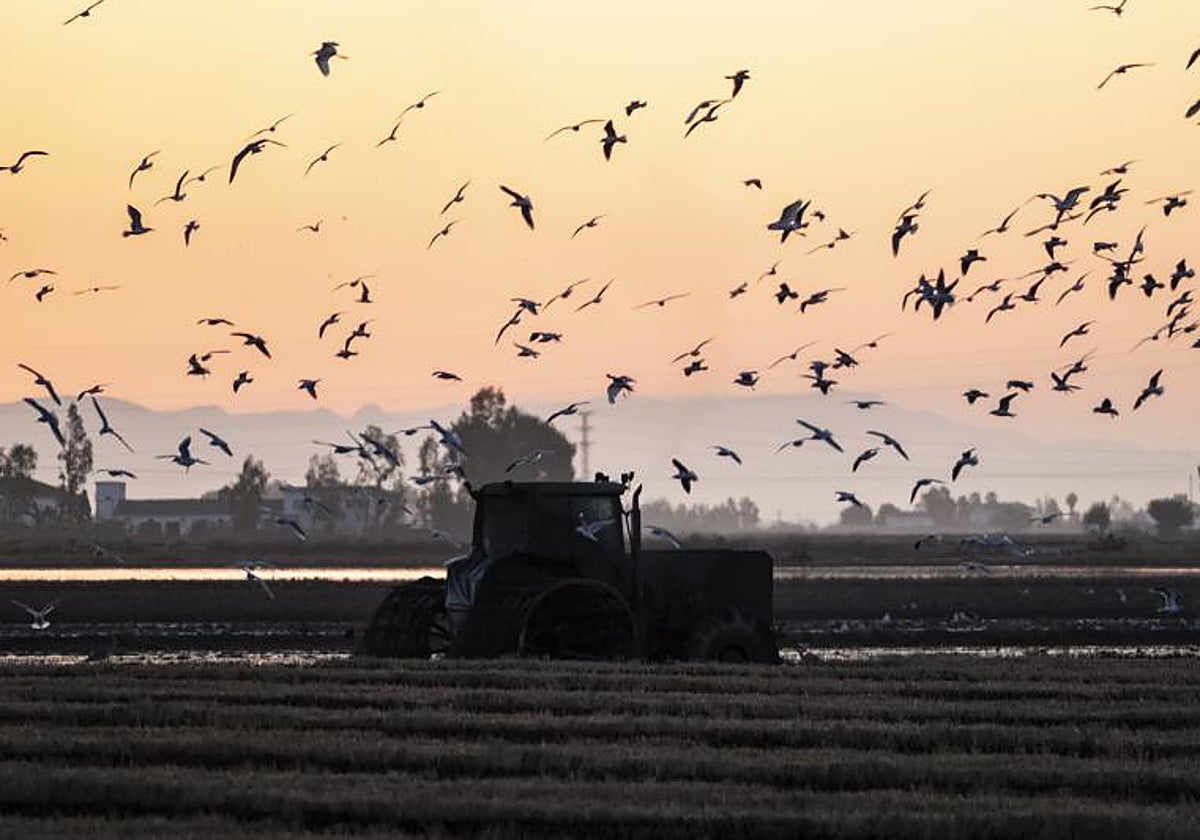 Labores de fangueo en los campos de arroz de Sevilla