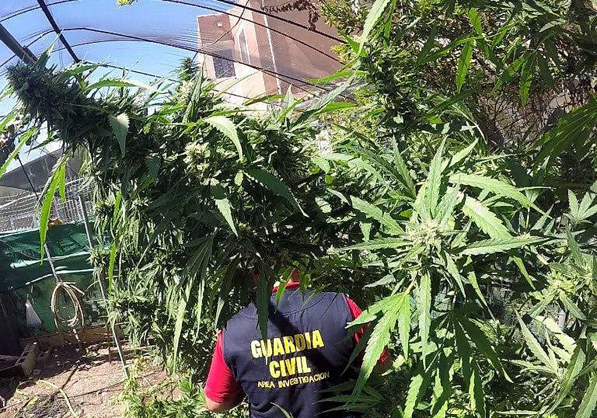 Imagen de una de las intervenciones del Grupo de investigación contra la Marihuana de la Guardia Civil en la provincia de Sevilla