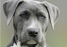 Sacrificar a un animal: el precio de la decisión más dura sobre tu mascota