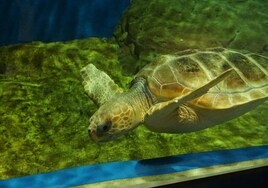 El Acuario de Sevilla acoge una exposición itinerante sobre las tortugas marinas
