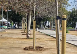 Completan las plantaciones de árboles para el itinerario peatonal de la Avenida del Cid