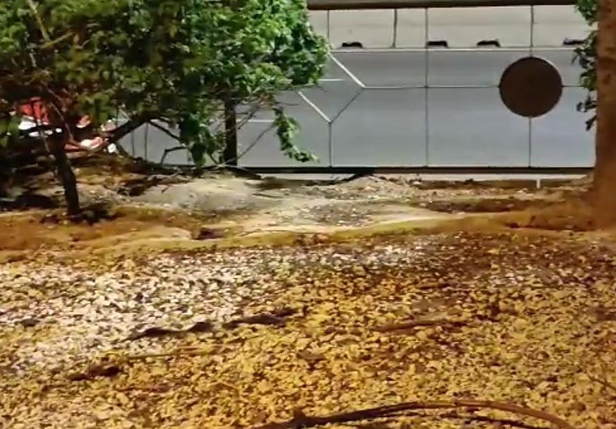 Las ratas corretean por el paseo de la Ronda Urbana Norte bajo el que tienen sus madrigueras